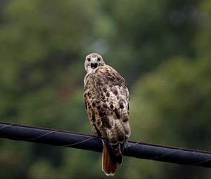 Preview wallpaper falcon, bird, wildlife, blur