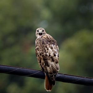 Preview wallpaper falcon, bird, wildlife, blur