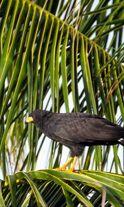 Preview wallpaper falcon, bird, wildlife, palm