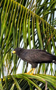 Preview wallpaper falcon, bird, wildlife, palm