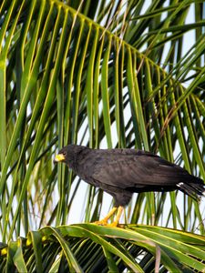 Preview wallpaper falcon, bird, wildlife, palm