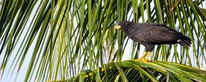 Preview wallpaper falcon, bird, wildlife, palm