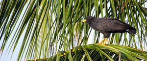 Preview wallpaper falcon, bird, wildlife, palm