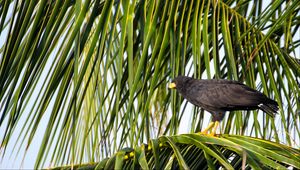 Preview wallpaper falcon, bird, wildlife, palm