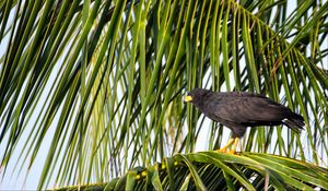 Preview wallpaper falcon, bird, wildlife, palm