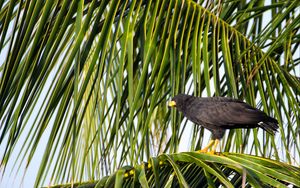 Preview wallpaper falcon, bird, wildlife, palm