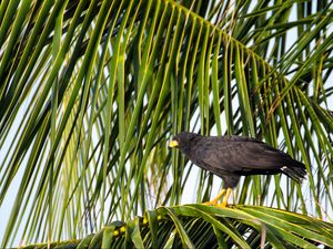 Preview wallpaper falcon, bird, wildlife, palm