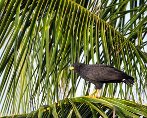 Preview wallpaper falcon, bird, wildlife, palm