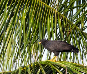 Preview wallpaper falcon, bird, wildlife, palm