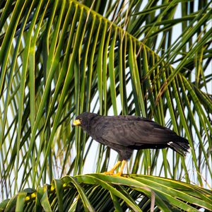 Preview wallpaper falcon, bird, wildlife, palm