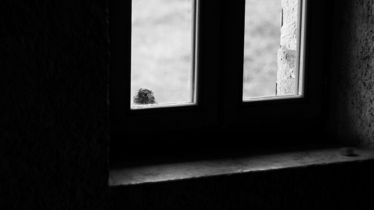 Wallpaper falcon, bird, window, sad, black and white