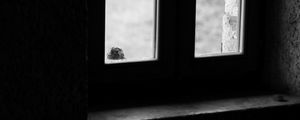 Preview wallpaper falcon, bird, window, sad, black and white