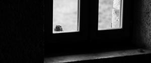 Preview wallpaper falcon, bird, window, sad, black and white