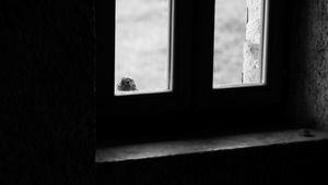 Preview wallpaper falcon, bird, window, sad, black and white