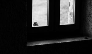 Preview wallpaper falcon, bird, window, sad, black and white