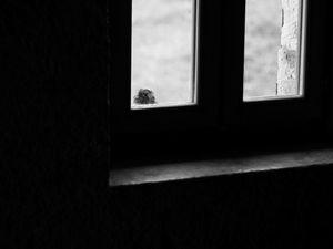 Preview wallpaper falcon, bird, window, sad, black and white