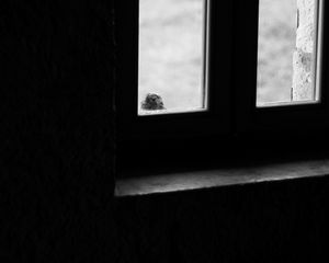 Preview wallpaper falcon, bird, window, sad, black and white