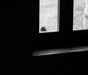 Preview wallpaper falcon, bird, window, sad, black and white