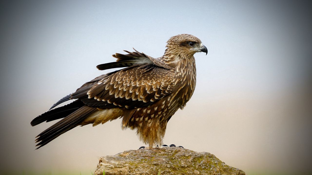 Wallpaper falcon, bird, wings, sit