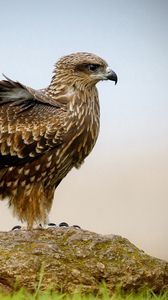 Preview wallpaper falcon, bird, wings, sit
