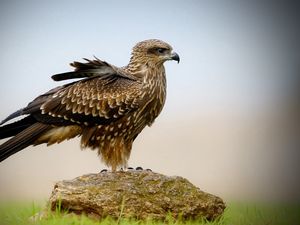 Preview wallpaper falcon, bird, wings, sit