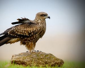 Preview wallpaper falcon, bird, wings, sit