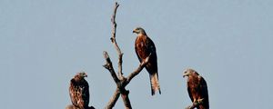 Preview wallpaper falcon, birds, predator, tree