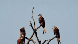 Preview wallpaper falcon, birds, predator, tree