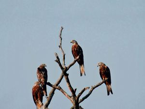 Preview wallpaper falcon, birds, predator, tree