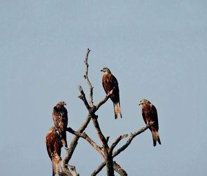 Preview wallpaper falcon, birds, predator, tree