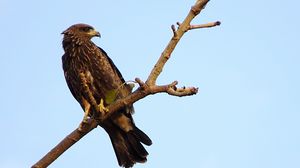Preview wallpaper falcon, eagle, bird, predator, branch