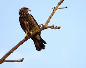 Preview wallpaper falcon, eagle, bird, predator, branch