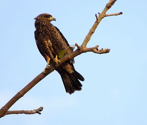 Preview wallpaper falcon, eagle, bird, predator, branch