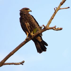 Preview wallpaper falcon, eagle, bird, predator, branch