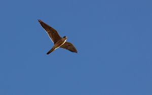 Preview wallpaper falcon, flight, sky, bird