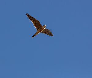 Preview wallpaper falcon, flight, sky, bird