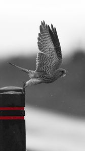 Preview wallpaper falcon, hawk, bird, predator, flight, flapping, wings