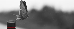 Preview wallpaper falcon, hawk, bird, predator, flight, flapping, wings
