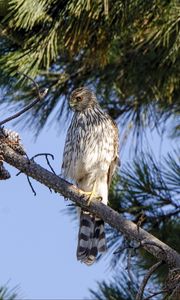 Preview wallpaper falcon, predator, bird, feathers, branch