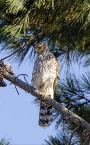 Preview wallpaper falcon, predator, bird, feathers, branch