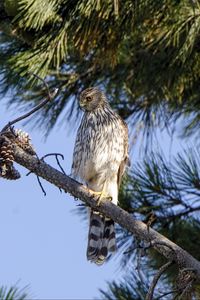 Preview wallpaper falcon, predator, bird, feathers, branch