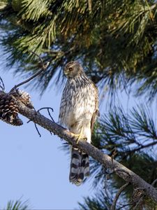 Preview wallpaper falcon, predator, bird, feathers, branch