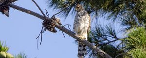 Preview wallpaper falcon, predator, bird, feathers, branch