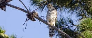 Preview wallpaper falcon, predator, bird, feathers, branch