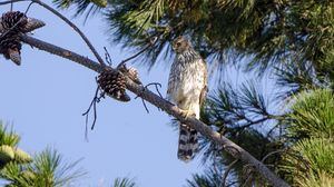 Preview wallpaper falcon, predator, bird, feathers, branch
