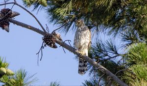 Preview wallpaper falcon, predator, bird, feathers, branch