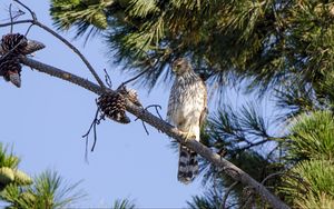 Preview wallpaper falcon, predator, bird, feathers, branch