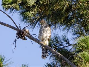 Preview wallpaper falcon, predator, bird, feathers, branch