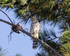 Preview wallpaper falcon, predator, bird, feathers, branch