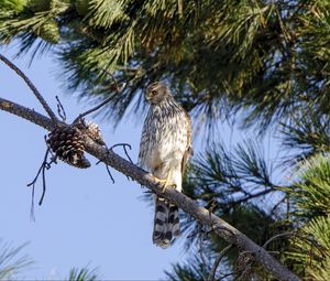 Preview wallpaper falcon, predator, bird, feathers, branch